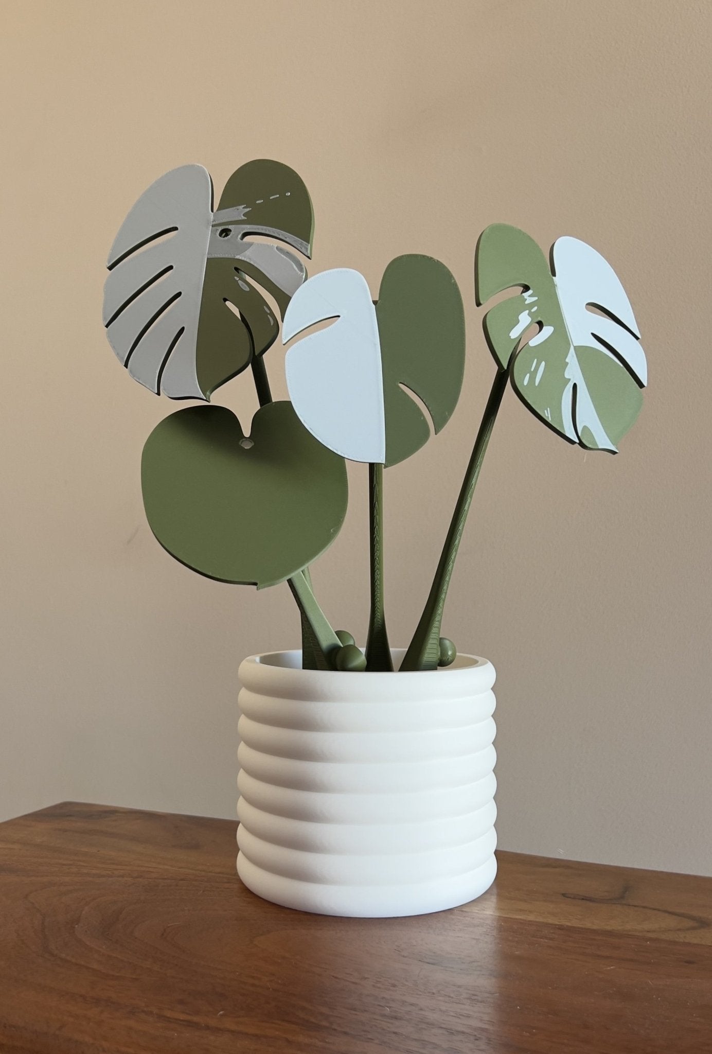 indoor plant coaster Monstera Albo Coaster Plant – The Forge