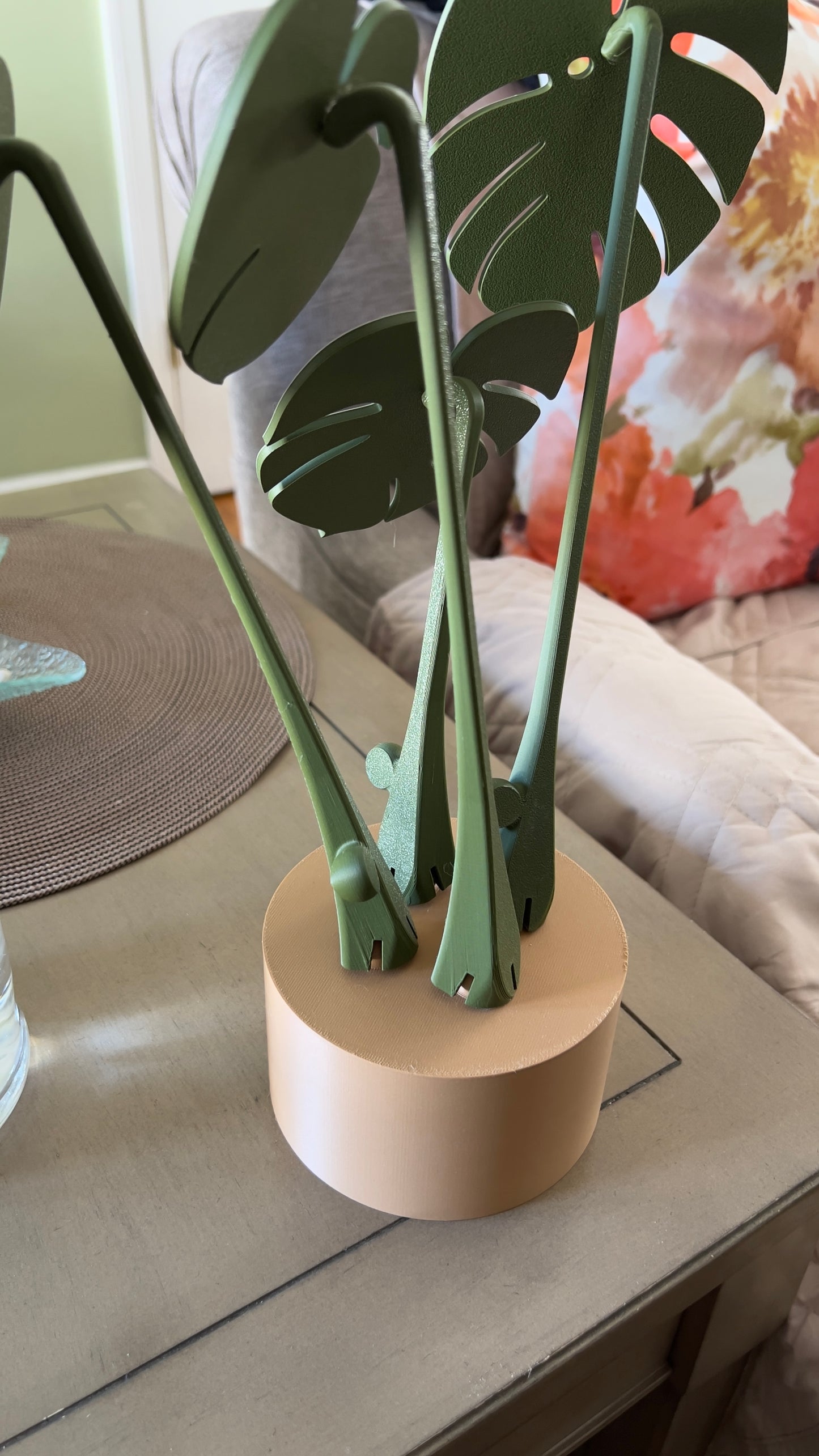 Monstera Albo Coaster Plant